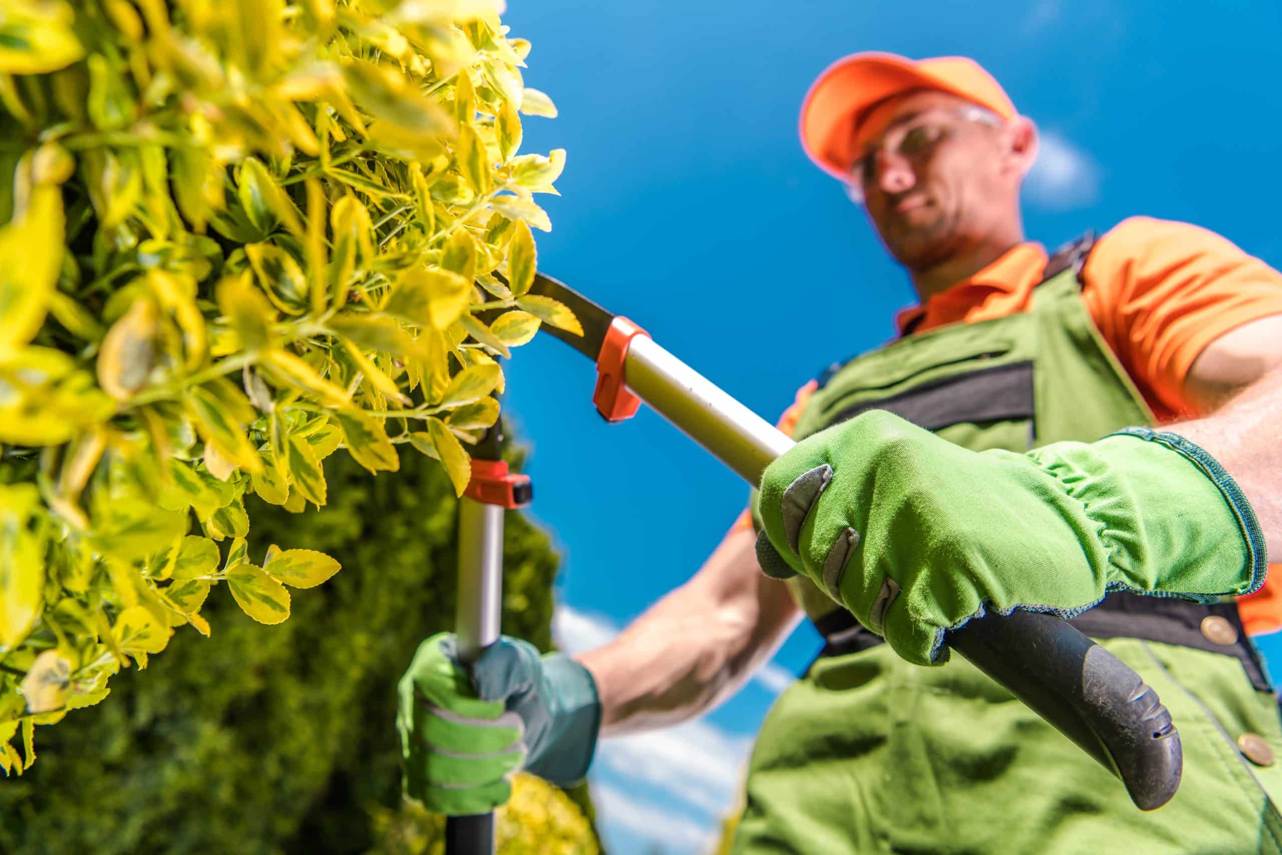 Bush Trimming | King Lawns